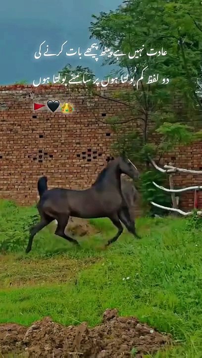 Horse lover's #plz_subscribe_my_channel