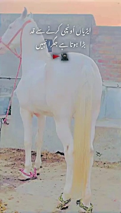 Horse lover's #plz_subscribe_my_channel