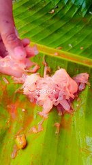 ৰবাব টেঙাৰ জুতি #assames #shrot video #yt short