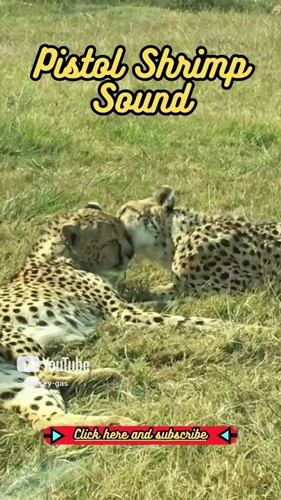 Animal Facts    Pistol Shrimp Sound   #shorts