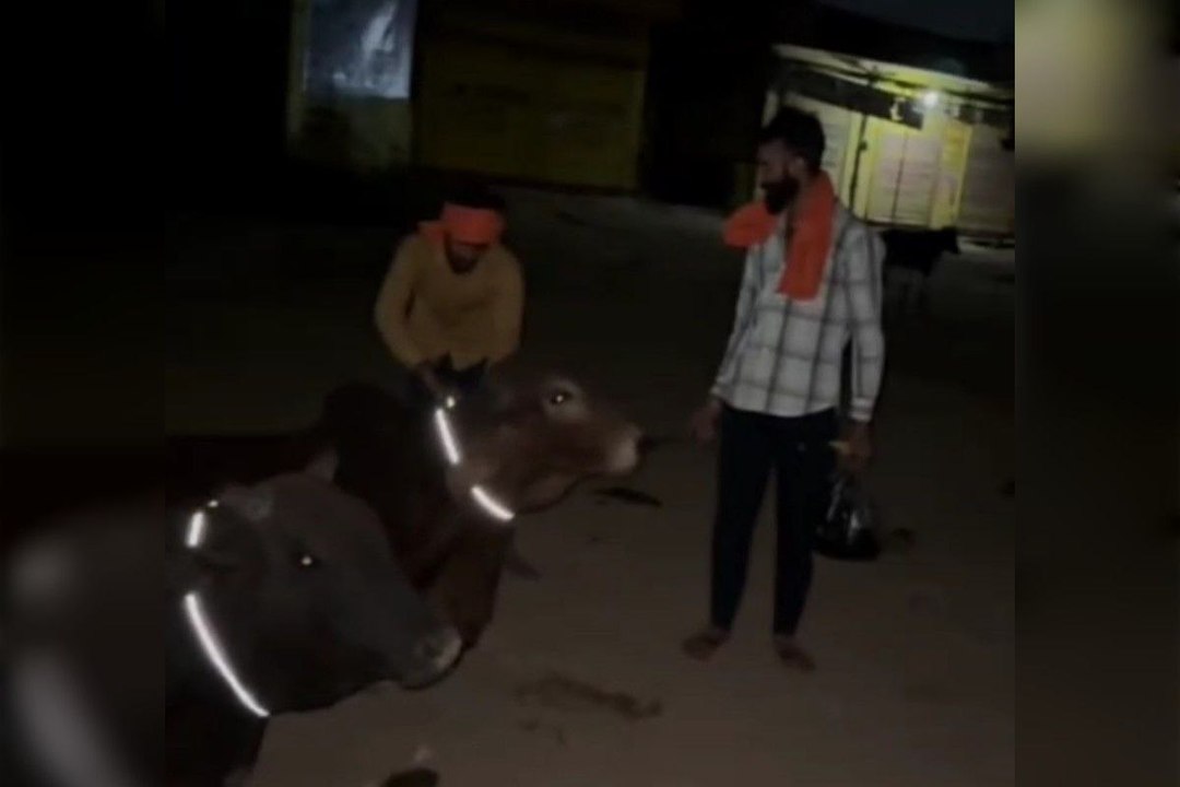 VIDEO: रेडियम बेल्ट बांधकर लावारिस गोवंश का बचा रहे हैं जीवन