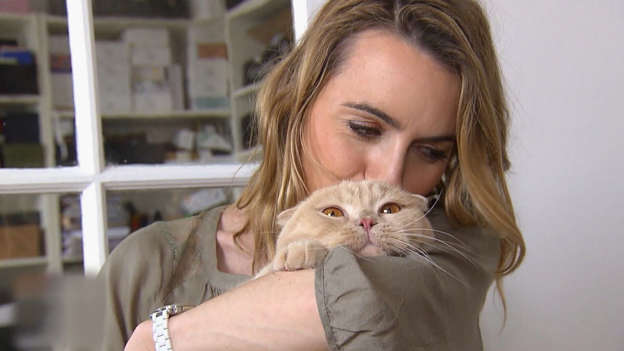 La vie secrète des chats
