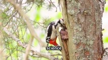 How Woodpeckers Avoid Brain Damage: The Science Behind Their Pecking !