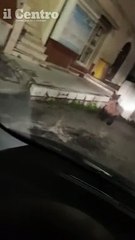 L'orso in fuga e inseguito a Celano. Il bimbo: "Vai piano, senn? l'acciacchi"