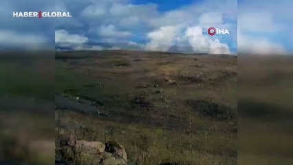 Yer Ardahan: Arazide dolaşan 2 kurt böyle görüntülendi