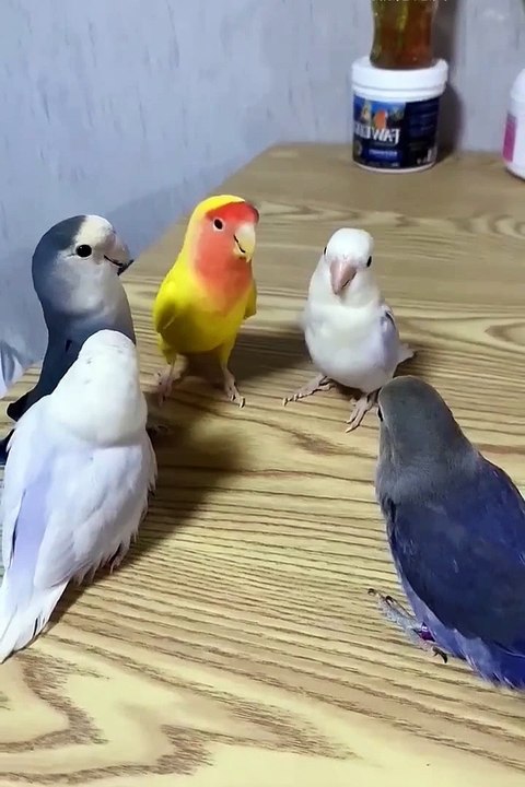 Funniest pets | cute pets #cute #pets #animals