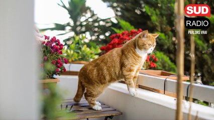 Comment bien protéger son chat ?