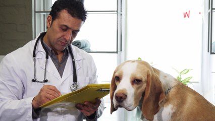 Leur chien sort dans le jardin : 20 minutes après son retour, il montre des signes de mal-être intense