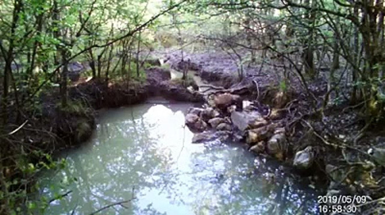 La fauna fra i boschi d'Abruzzo come non l'avete mai vista: uno spettacolo della natura