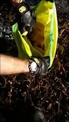 Dalla busta spuntano due cagnolini, era stata gettata nella scarpata