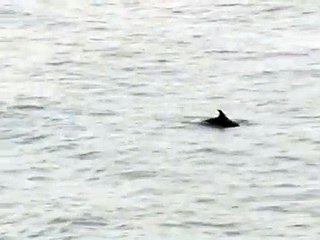 Vasto: la danza di tre delfini a Punta Penna