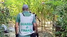 Sinello, 180 piante di marijuana alte tre metri e mezzo