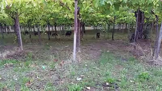 Sos animali selvatici a Pescara