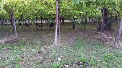 Sos animali selvatici a Pescara