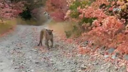 Download Video: Mann glaubt einen Welpen im Wald zu sehen: Sekunden später fürchtet er um sein Leben!