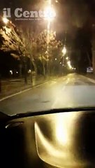 Pescara, branco di cinghiali alla pineta