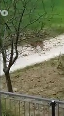 Coppia di lupi a Citt? Sant'Angelo