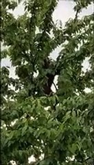 Orso fa uno spuntino sull'albero