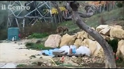 Affacciarsi dalla finestra e scoprire che c'? un lupo nel giardino: accade a Chieti
