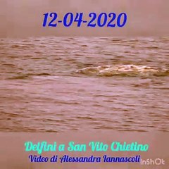 San Vito: la danza di due delfini