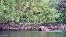 Il bagno di mamma Orsa e dei suoi cuccioli