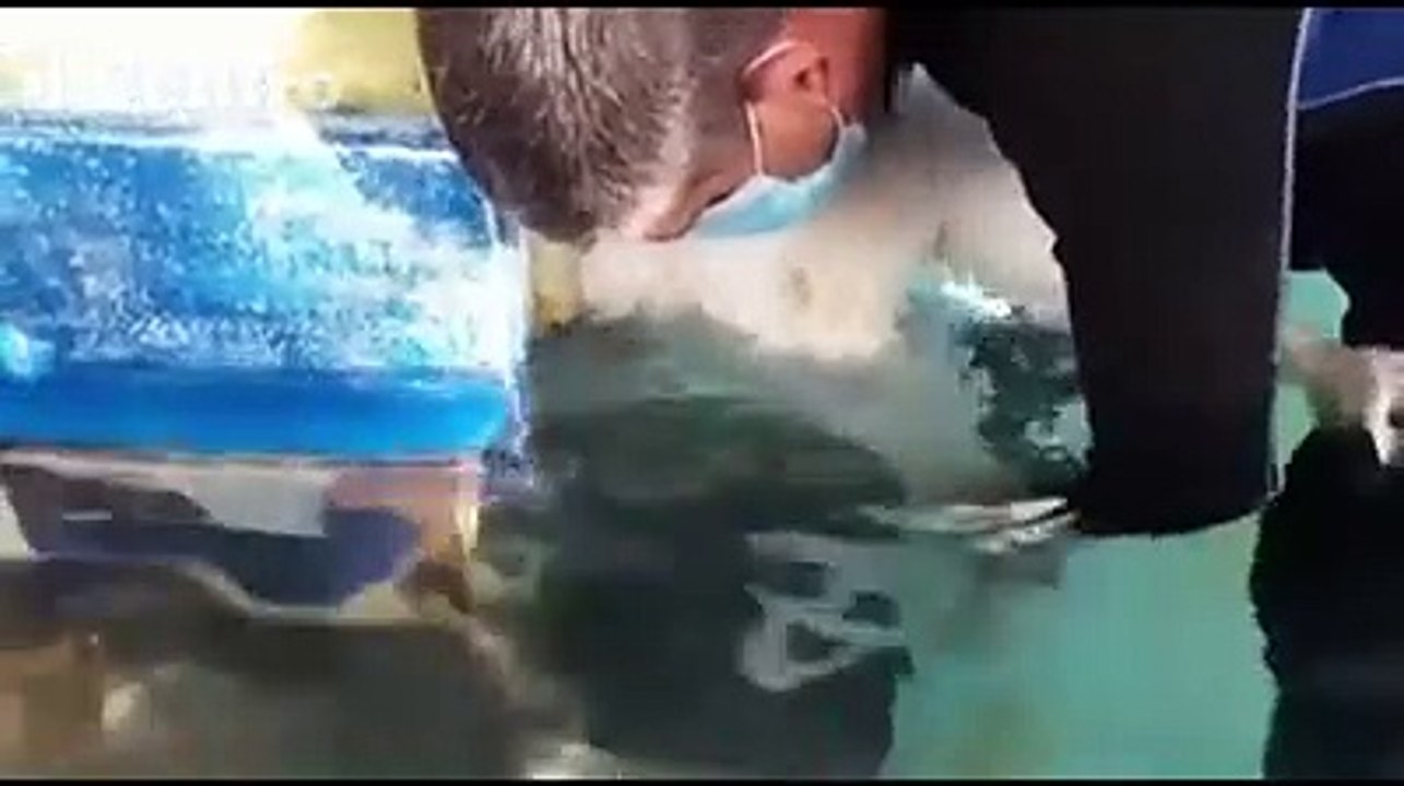 Cane cammina dopo la paralisi, il video commovente di "Orso" il pastore abruzzese