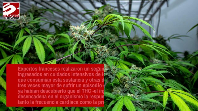 Los fumadores de cannabis tienen el triple de probabilidades de sufrir un infarto o un derrame cerebral