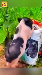 LOL Guaranteed! The Funniest Videos You'll Watch All Day