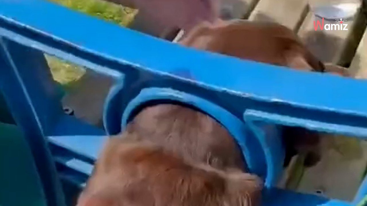 Labrador bleibt mit dem Kopf in einer Bank stecken: Tierarzt muss extreme Maßnahmen ergreifen