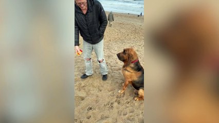 Bloodhound has facelift - so he can see again!