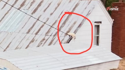 Leur maison est emportée par les inondations : soudainement, ils voient quelque chose bouger sur le toit
