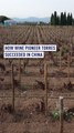 How wine pioneer Torres succeeded in China