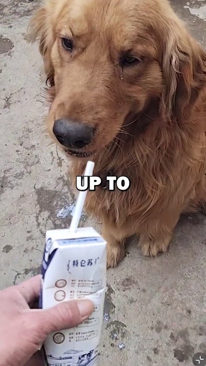 STRAY DOG ADOPTION! #animalstories #pets #cuteanimals #animals #dogs #doglover