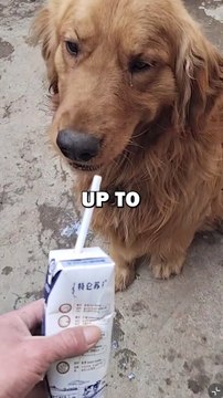 STRAY DOG ADOPTION! #animalstories #pets #cuteanimals #animals #dogs #doglover