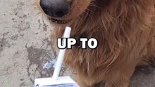 STRAY DOG ADOPTION! #animalstories #pets #cuteanimals #animals #dogs #doglover