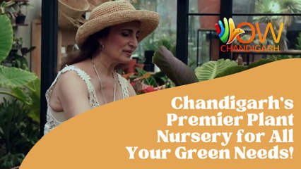 Best Plant Nurseries in Chandigarh: Where Greenery Thrives