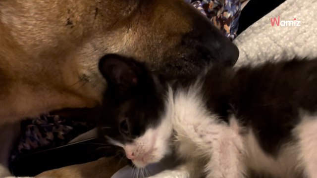 Adoptowała najsmutniejszego psa ze schroniska. Z depresji uleczył go... mały kotek (wideo)