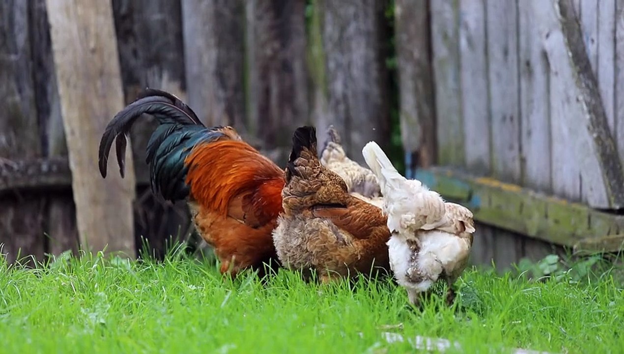 Pure deshi chiken
