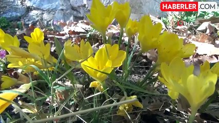 Karabağlar Yaylası'nda 'Göç Göç Çiçeği' Dönemi Başlıyor