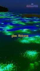 The Magical Glow of Bioluminescent Bays