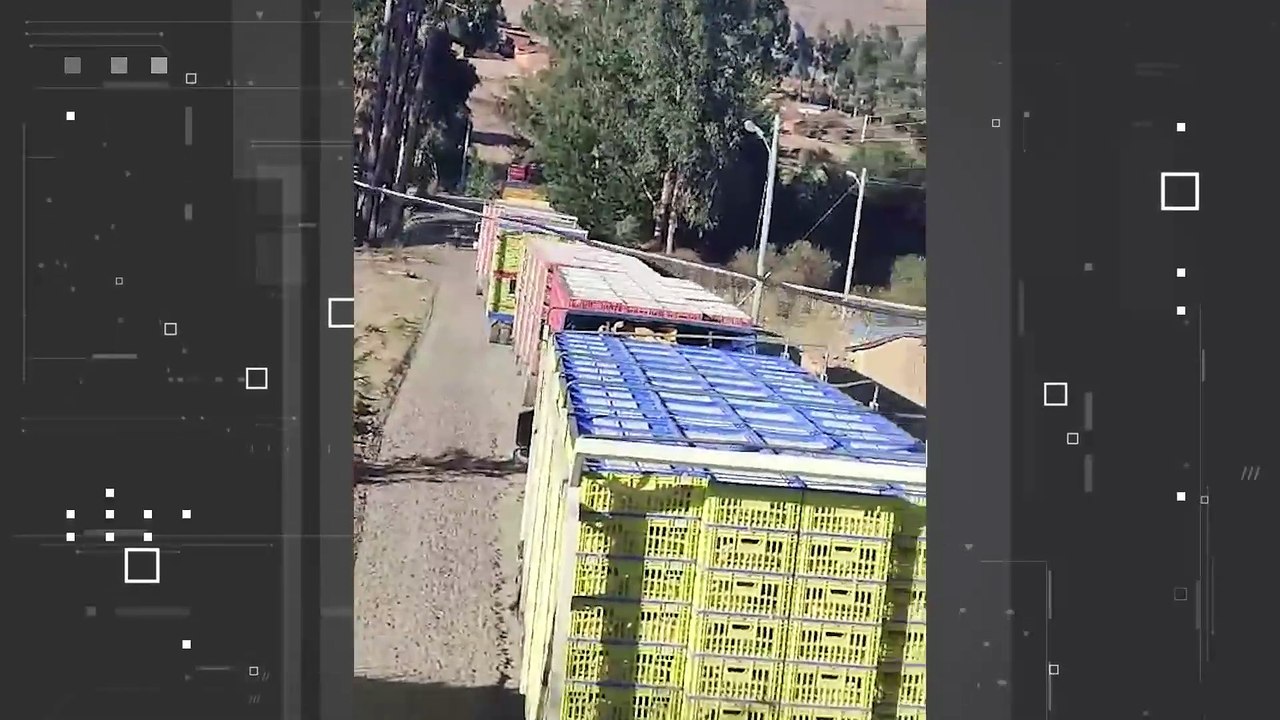 Miles de gallinas mueren por hambre y sed en medio de bloqueos en Mizque