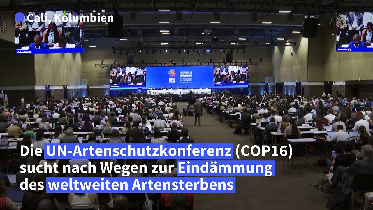 'Keine Zeit zu verlieren': UN-Artenschutzkonferenz in Kolumbien