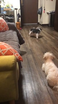 Little Dog Spins in Circles Trying to Catch Tail