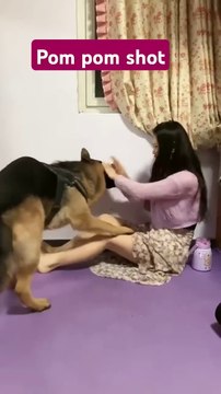 Daily motion shorts training broke the guidelines _smart pets _funny _funny pets _funny animals _funny_animal #short