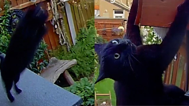 Video shows moment cat misses daring leap and clings onto shed roof