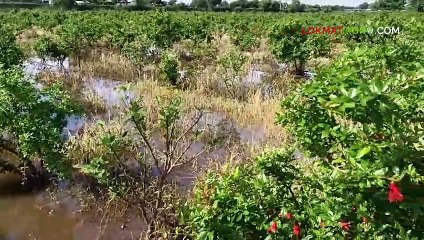 पिकांच्या नुकसानीची तक्रार कुठे व कशी करायची