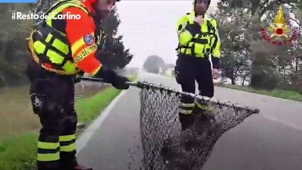 Continua il salvataggio di animali nel reggiano