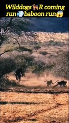 Wilddogs‍vs baboon | wilddogs attack | cute monkey | #animals #trending #wild