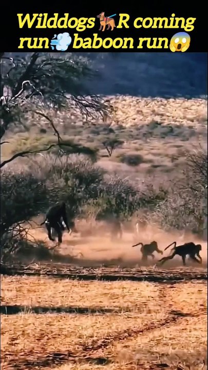 Wilddogs‍vs baboon | wilddogs attack | cute monkey | #animals #trending #wild