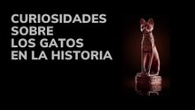 Curiosidades sobre los gatos en la Historia